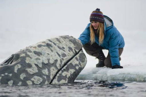 Big Miracle: Save the Whales
